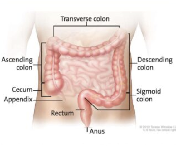 Colorectal Cancer Screening Guide